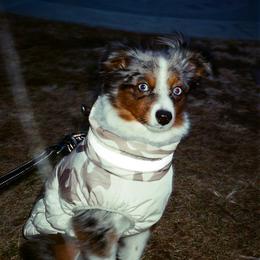 Australian Shepherd, Miniature American Shepherd, and Miniature Australian Shepherd All Grown Up from Spirited Aussies