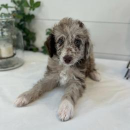Mr.Tumnus - White and red merle male Bordoodle puppy in Valley Center, California from Circle R Valley Bordoodls