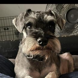 Penny - Miniature Schnauzer