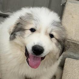 Madix (BEAR) Blue collar male - White and badger male Great Pyrenees puppy in Fair Grove, Missouri from Allen Wags & Woolies