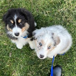 Australian Shepherds from Legato Aussies