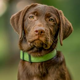 RGR's Naomi-010 - Chocolate female Labrador Retriever puppy in Morris Plains, New Jersey from Rose Gold Retrievers