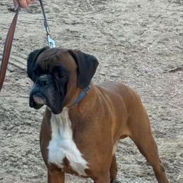 Kevin - Boxer