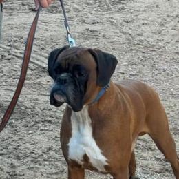 Kevin - Boxer