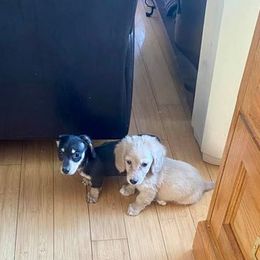 Dachshunds from Hurricane Creek