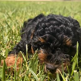 Reece - Phantom female Poodle puppy in Salem, Missouri from Meadowbrook Poodles