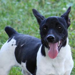 Border Collies and Teddy Roosevelt Terriers from Boles Family Farm