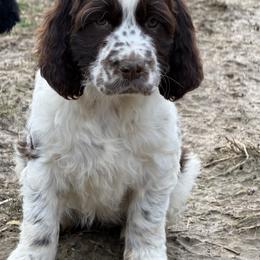 Wren - Liver and white female English Springer Spaniel puppy in Coxs Creek, Kentucky from Bluegrass Bend English Springer Spaniels