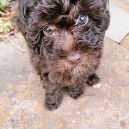 Assorted Doodle Crosses, Bernedoodle, Cockapoo, Labradoodle, and Sheepadoodle Puppies from Greenview Puppies
