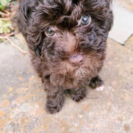 Assorted Doodle Crosses, Bernedoodle, Cockapoo, Labradoodle, and Sheepadoodle Puppies from Greenview Puppies