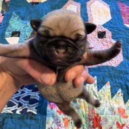Reese - Fawn female Pug puppy in Hanover, Virginia from Pure Pugs