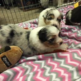 Australian Shepherd Puppies from Riot Austrailan Shepherds