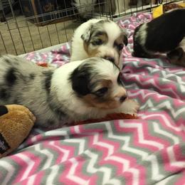 Australian Shepherd Puppies from Riot Austrailan Shepherds