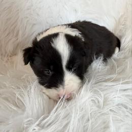 Dooley - Black and white male Border Collie puppy in Lakeview, Michigan from Haven Creek Farm