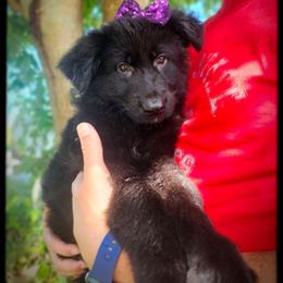 Grape - Black female German Shepherd puppy in Fort Jennings, Ohio from Von Holtzapple German shepherds
