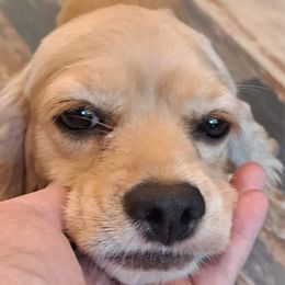 Jojo - Cocker Spaniel