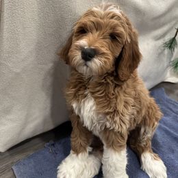 Goldendoodle Puppies from Colorado Dreamin Doodles