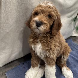 Goldendoodle Puppies from Colorado Dreamin Doodles