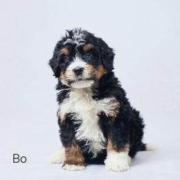 Bo - Tri-color male Bernedoodle puppy in Apple Creek, Ohio from Grandeur Valley Puppies