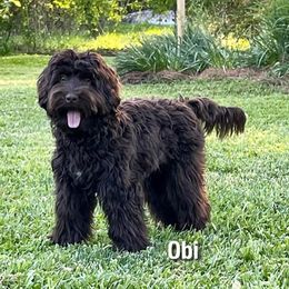 Obi - Australian Labradoodle