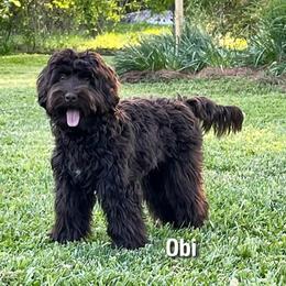 Obi - Australian Labradoodle