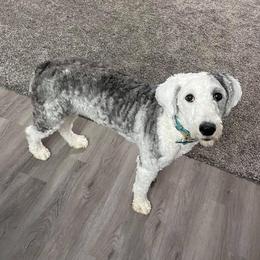 Kona - Sheepadoodle