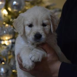 Red Collar - Light golden male Golden Retriever puppy in Stedman, North Carolina from Wise-Taylor Goldens