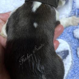 Black Collar - Mahogany and white male Saint Bernard puppy in New Philadelphia, Ohio from Fletchers Saints