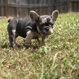 Dior - Tricolors female French Bulldog puppy in Porter, Texas from Red Label Frenchies