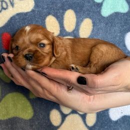 Girl 2 - Ruby Cavalier King Charles Spaniel puppy in Racine County, Wisconsin from Hough's Danes