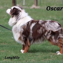 Oscar - Miniature American Shepherd