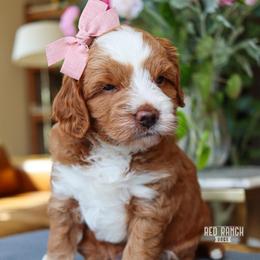 Bloom - Red  female Goldendoodle puppy in Salado, Texas from Red Ranch Dogs