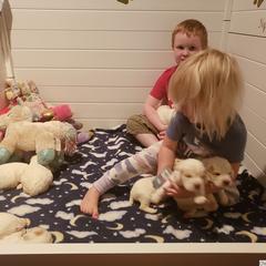 Clumber Spaniel and Irish Red and White Setter Puppies from NyaStar & Chequamegon