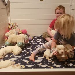 Clumber Spaniel and Irish Red and White Setter Puppies from NyaStar & Chequamegon