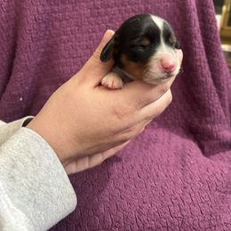 Betsy - Black and tan female Dachshund puppy in Clovis, New Mexico from ODell's Dachshunds