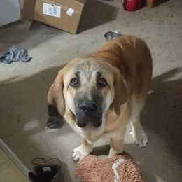 French Bulldog and Spanish Mastiff All Grown Up from Talking Hearts Kennel