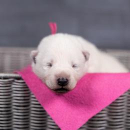 Pink - White female Berger Blanc Suisse puppy in Chestnut, Illinois from Fireside Fernweh