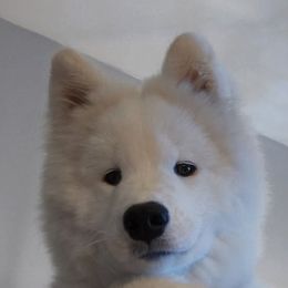Samoyed Puppies from Limelight Samoyeds