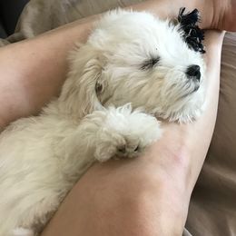 Coton de Tulear Puppies from Pima Coton