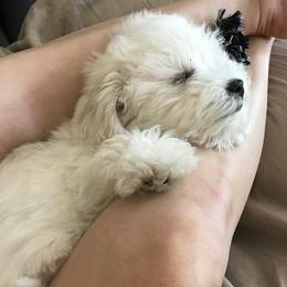 Coton de Tulear Puppies from Pima Coton