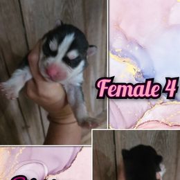 Girl 4 - Black and white female Siberian Husky puppy in Bingham, Illinois from Siberian Instincts Kennel