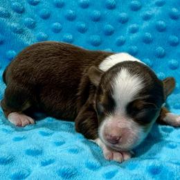Valentine - Red tri male Toy Australian Shepherd puppy in Simms, Texas from Donna’s Aussies & Pink Heart Poodles
