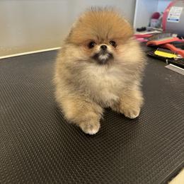 Pomeranian Puppies from Eelan’s Poms
