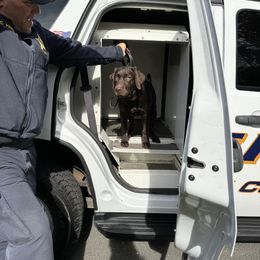 Labrador Retriever Puppies from Rose Gold Retrievers