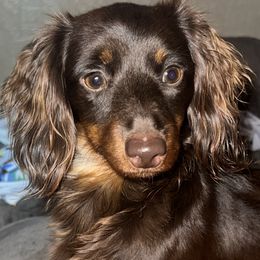 Zoe - Dachshund