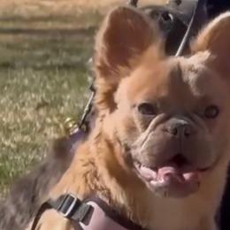 French Bulldogs from Hey Hey Frenchies