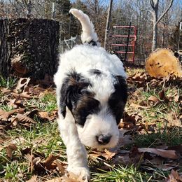 Aussiedoodle Puppies from Lotadoodle Farms
