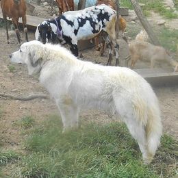 Diana - Great Pyrenees