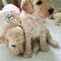 Goldendoodle and Poodle Puppies from Sugar Babies Goldendoodles and Bearded Retrievers