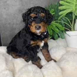 Ms. Purple - Black phantom female Aussiedoodle puppy in San Antonio, Texas from Lovable Doodles SA